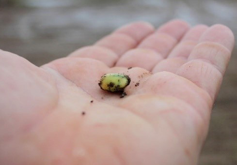 Swollen soybean seed